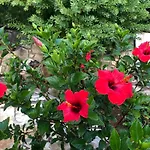 Avgerini Paxos Γάιος