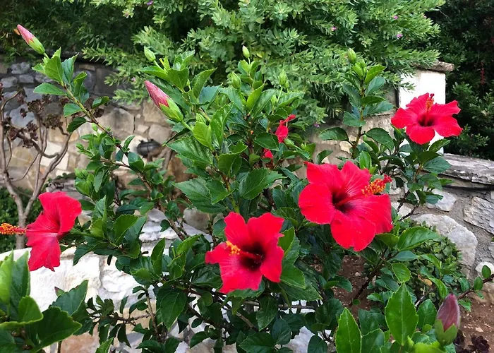 Avgerini Paxos جايوس
