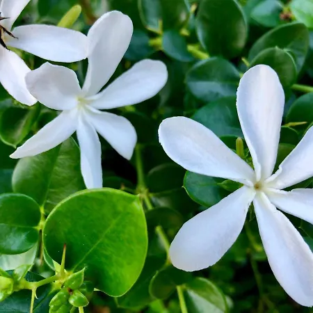 公寓 Avgerini Paxos