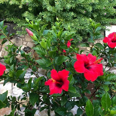 Avgerini Paxos Gaios