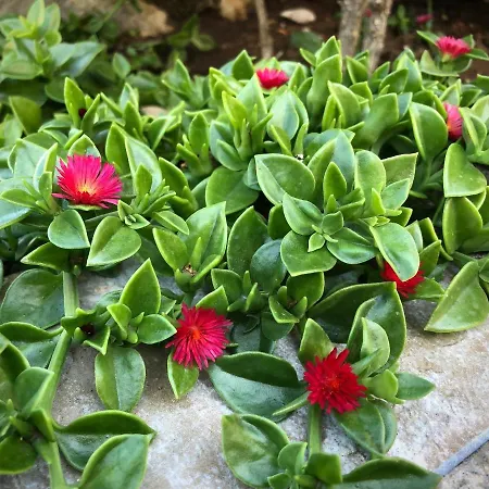 Daire Avgerini Paxos Gaios