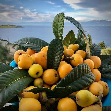 Avgerini Paxos
