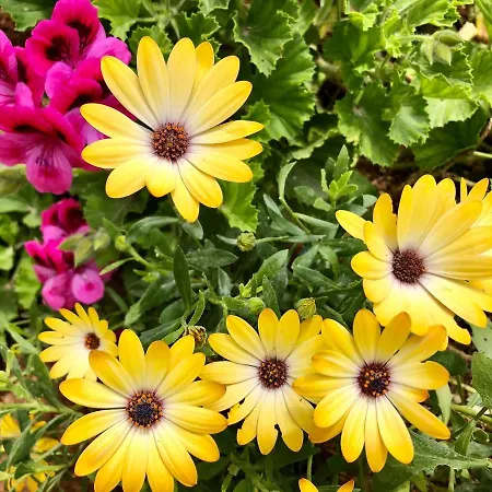 Avgerini Paxos Appartamento Gaios