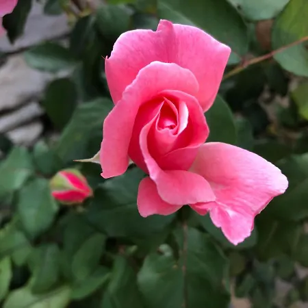 公寓 Avgerini Paxos